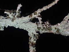 Punctelia missouriensis