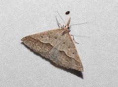 Epidesmia hypenaria