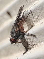 Lispocephala