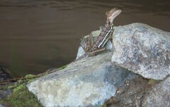 Basiliscus galeritus