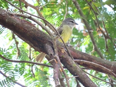 Phyllomyias griseiceps