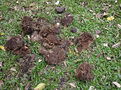 Elephas maximus indicus