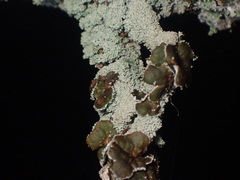 Punctelia missouriensis