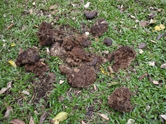 Elephas maximus indicus