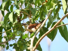Campylorhynchus griseus
