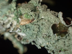 Punctelia missouriensis