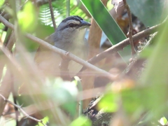 Arremonops conirostris