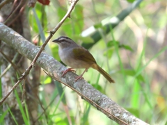 Arremonops conirostris