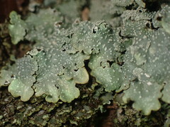 Punctelia missouriensis