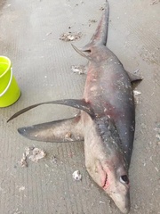 Bigeye Thresher photo 4