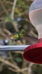 Microchera cupreiceps