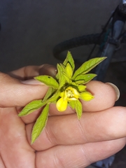 Cleome viscosa