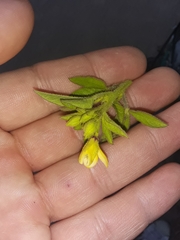 Cleome viscosa