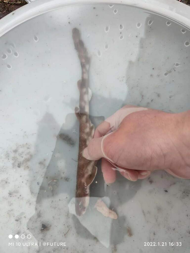 Cloudy catshark (Scyliorhinus torazame) — Scyliorhinidae