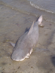 Carcharhinus leucas