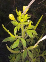 Cleome viscosa
