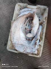 Trachipterus ishikawae