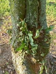 Pleopeltis macrocarpa