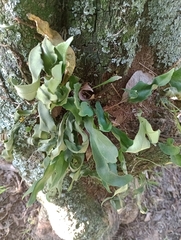 Pleopeltis macrocarpa