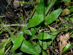 Plantago debilis