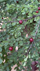 Erythroxylum