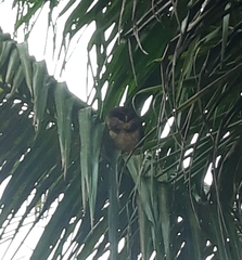 Pulsatrix koeniswaldiana