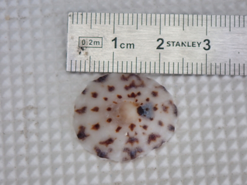 Cellana orientalis observed 2023-01-30
