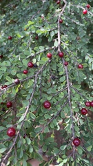 Erythroxylum