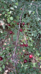 Erythroxylum