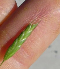 Bromus japonicus