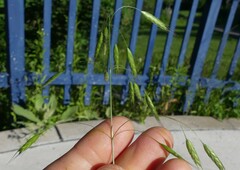 Bromus japonicus