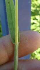 Bromus japonicus