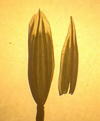 Bromus japonicus
