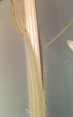 Bromus japonicus