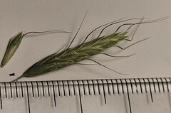 Bromus japonicus