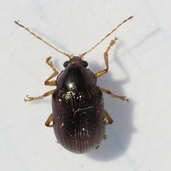 Rhabdopterus
