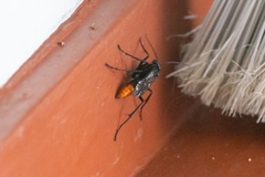 Tachypompilus analis