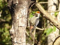 Dendrocoptes auriceps