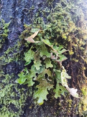 Lobaria pulmonaria