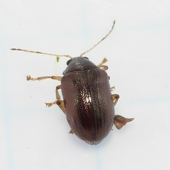 Rhabdopterus