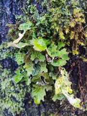 Lobaria pulmonaria