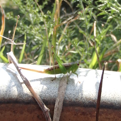 Conocephalus brevipennis