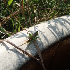 Conocephalus brevipennis