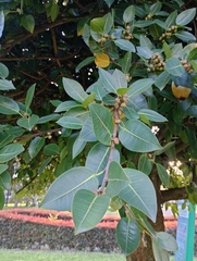 Ficus americana