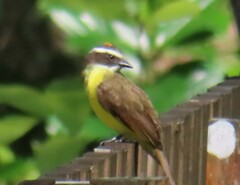 Myiozetetes cayanensis