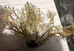 Sphaerophorus venerabilis