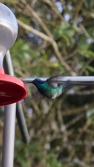 Colibri cyanotus