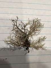 Sphaerophorus venerabilis