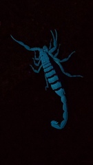 Centruroides limbatus