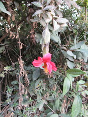 Mutisia clematis